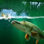 Willow Pond Fishing